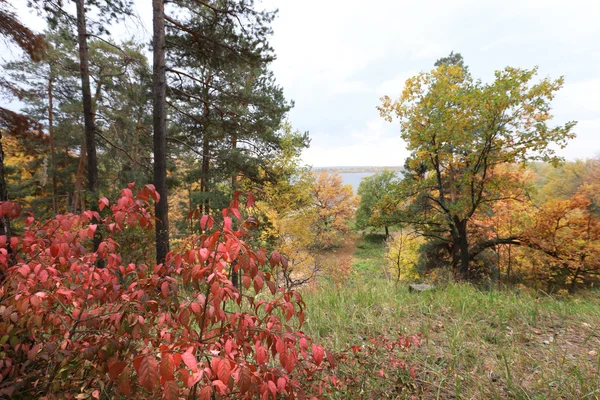 Automne dans la forêt mixte — Photo