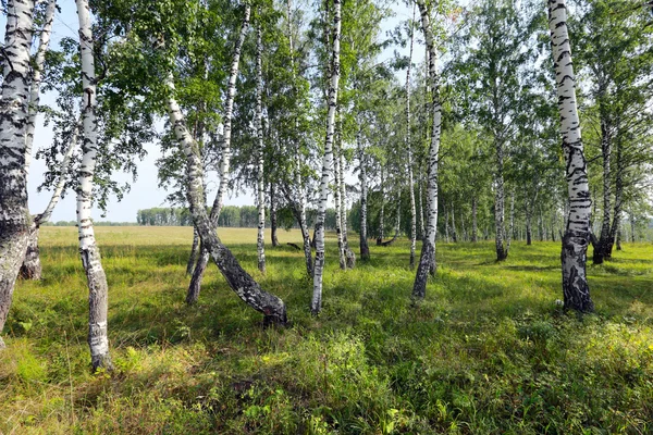 Береза grove на Уралі — стокове фото