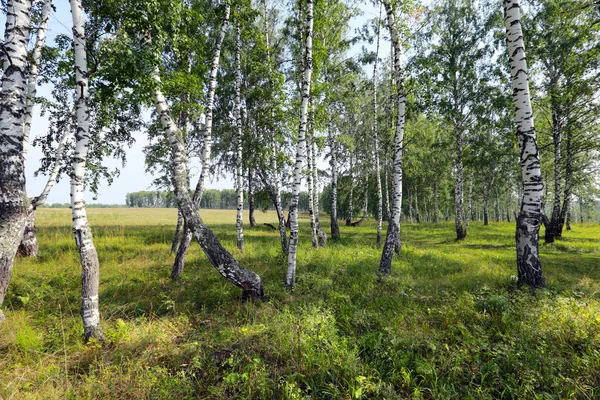 Bosque de bétula nos Urais — Fotografia de Stock