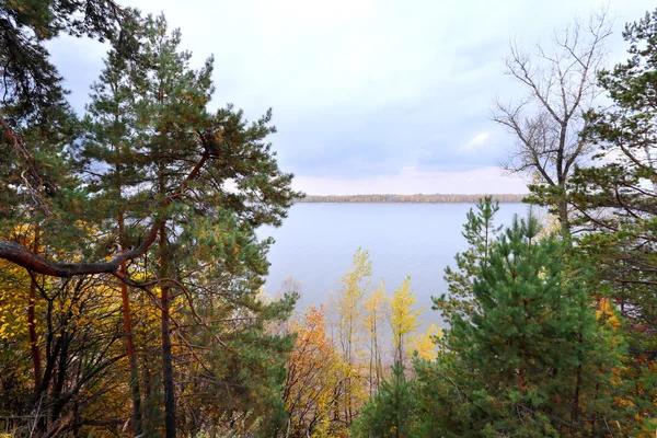 Autumn in the mixed forest — Stock Photo, Image