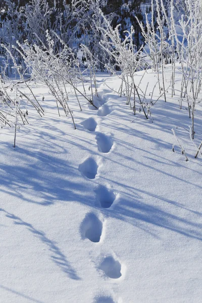 Stopy ve sněhu — Stock fotografie