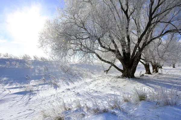 Bäume im Raureif — Stockfoto