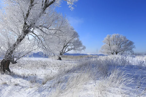 Árvores em hoarfrost — Fotografia de Stock