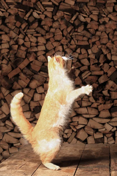 Gato vermelho — Fotografia de Stock