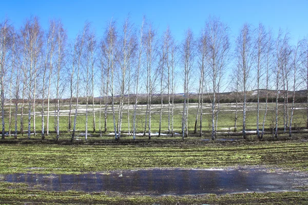 Unga björkar i ett fält i våren — Stockfoto