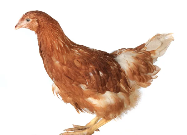 치킨 누워 암 탉 — 스톡 사진