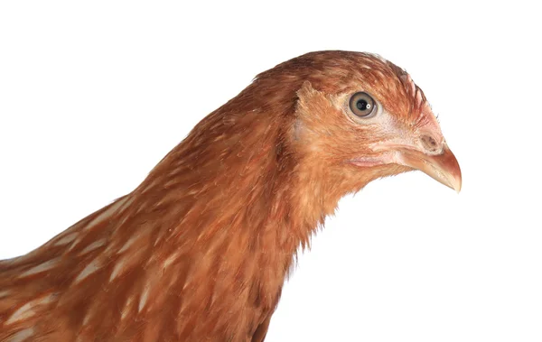 Chicken-laying hens — Stock Photo, Image