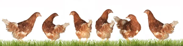 Chicken-laying hens — Stock Photo, Image