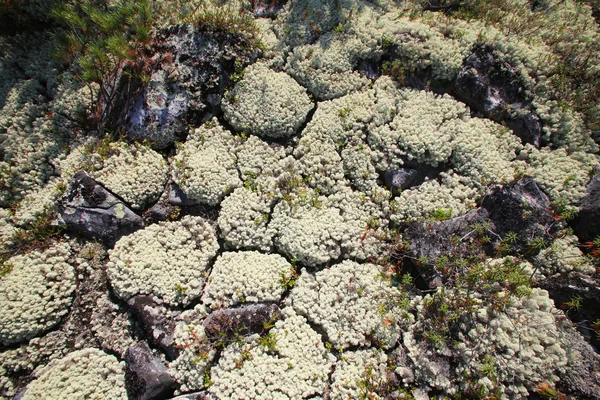 Moss en bessen bosbessensap — Stockfoto