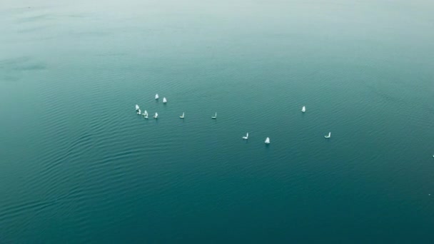 Vista Volo Uccello Una Squadra Yacht Che Allena Sulle Onde — Video Stock