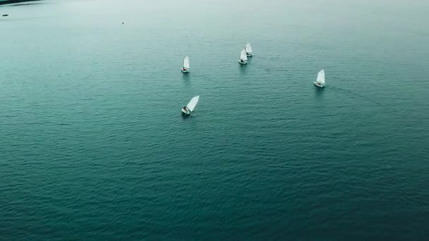 Fågelperspektiv Segling Laget Utbildning Vågorna Havet Ett Stort Antal Träningsbåtar — Stockvideo