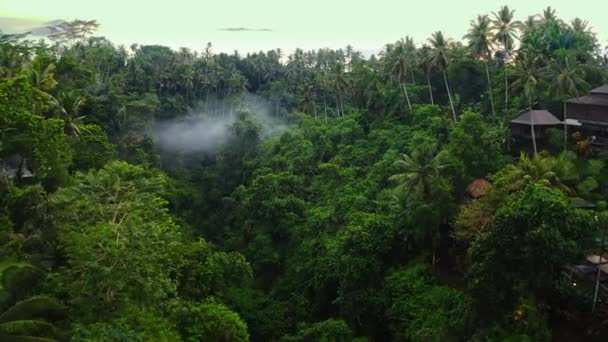 Beautiful Flight Drone Gorge River Surrounded Jungle Light Fog Flight — Stock Video