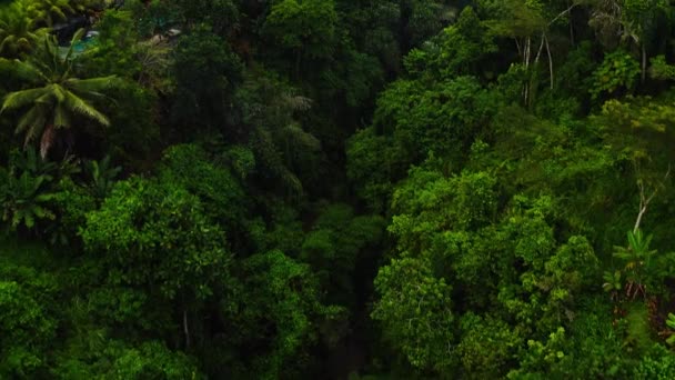 Krásný Let Dronu Rokli Řeky Obklopené Džunglí Lehkou Mlhou Letem — Stock video