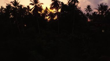 Çılgın kırmızı günbatımı, çeltik tarlaları, palmiye ağaçları arasında uçan bir kuş gibi.