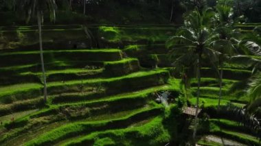 Bali 'nin en güzel pirinç teraslarındaki en güzel gün doğumu. Parlak yeşil renk.