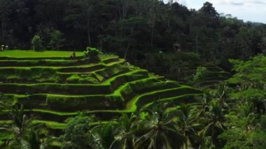 Bali 'nin en güzel pirinç teraslarındaki en güzel gün doğumu. Parlak yeşil renk.