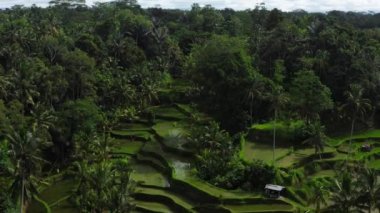 Bali 'nin en güzel pirinç teraslarındaki en güzel gün doğumu. Parlak yeşil renk.