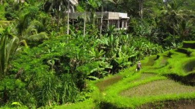 Bali 'nin en güzel pirinç teraslarındaki en güzel gün doğumu. Parlak yeşil renk.