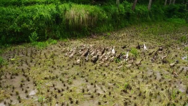 Orgulho Patos Correndo Redor Campo Arroz Busca Comida Água — Vídeo de Stock