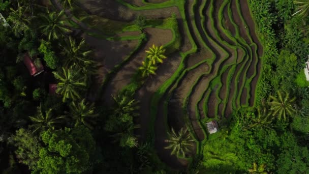 Legszebb Napfelkelte Legszebb Rizs Teraszok Bali Élénk Zöld Színű — Stock videók
