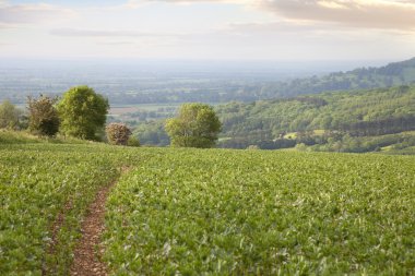Bakla alan, Gloucestershire, İngiltere