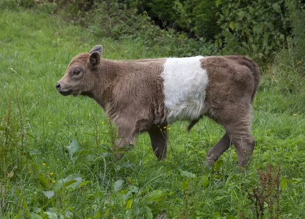ลูกวัวเข็มขัด — ภาพถ่ายสต็อก