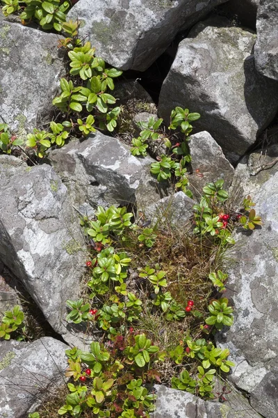 İsveç kirazı veya Fuska (Vaccinium vitis-idaea) — Stok fotoğraf