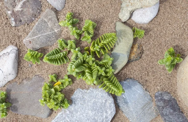 Красная пагода, Crassula corymbulosa — стоковое фото