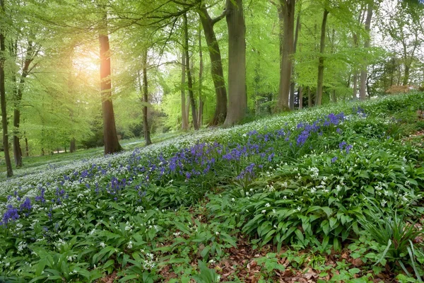 Lente bos, Engeland — Stockfoto