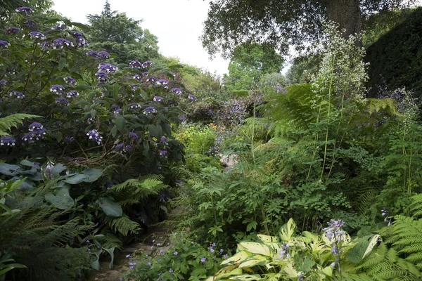 Ormbunkar och buske trädgård, England Royaltyfria Stockbilder