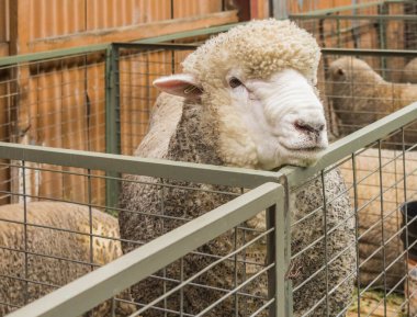 Feria ganadera en Punta Arenas