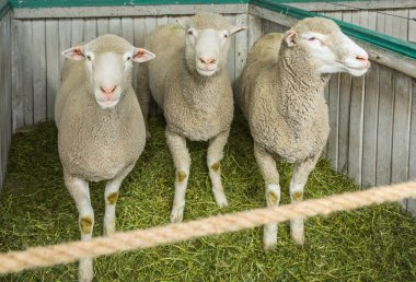 Feria ganadera en Punta Arenas
