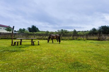 Caballo criado en la patagonia en estancias ganaderas. Patagonya chilena al sur de ciudad de punta Arenas se desarrolla la vida silvestre en armonia con la naturaleza del sektör alejado de toda kontaminacion, 