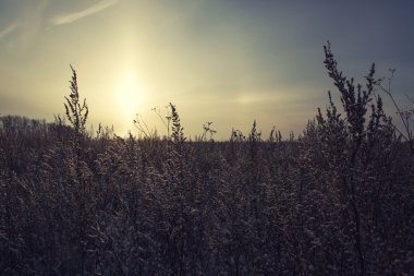 Kış çiçek kar frost buz kitlesi