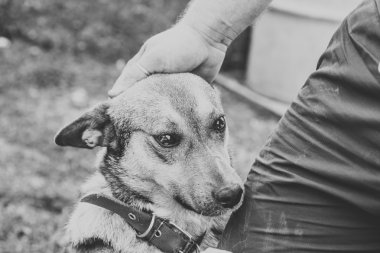 Erkek el köpek okşayarak