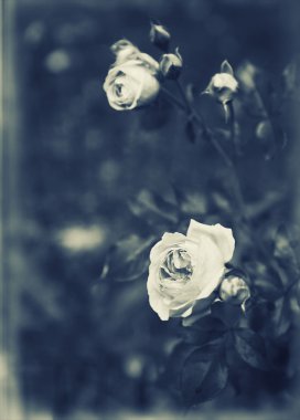 bahçede çiçek açan güller