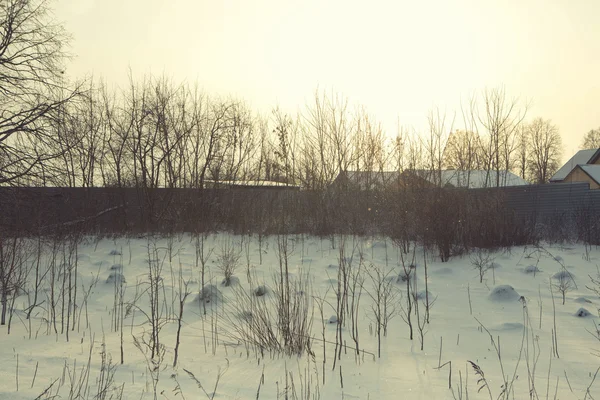 Kış çiçek kar frost buz kitlesi — Stok fotoğraf