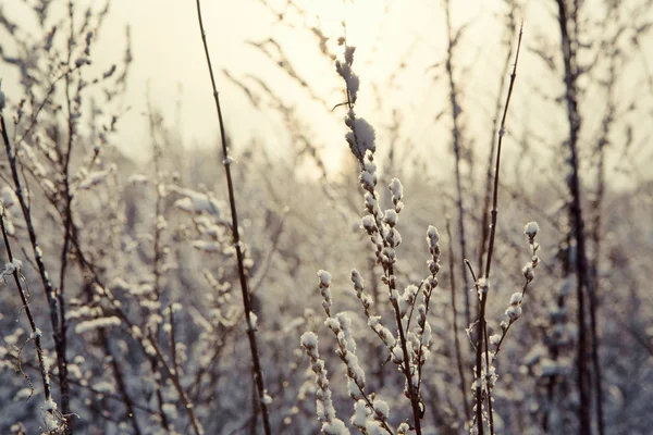 Winter bloem sneeuwveld vorst ice — Stockfoto