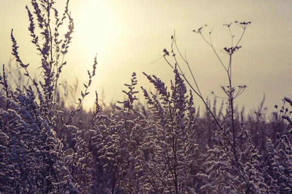 Зимова квітка сніговий мороз крижане поле — стокове фото
