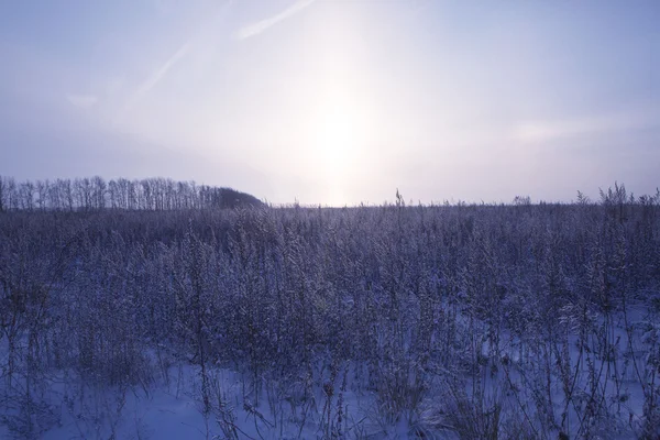 Winter Blume Schnee Frost Eis Feld — Stockfoto