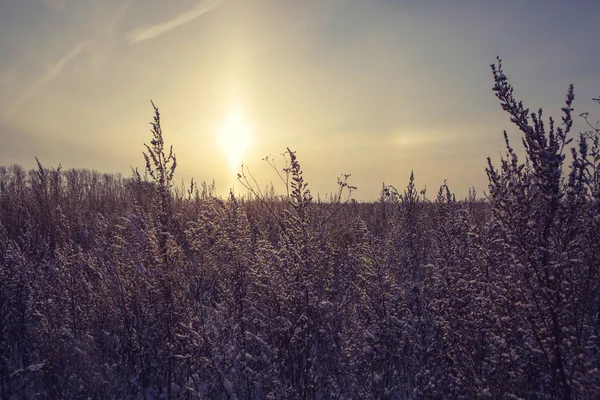 Winter bloem sneeuwveld vorst ice — Stockfoto