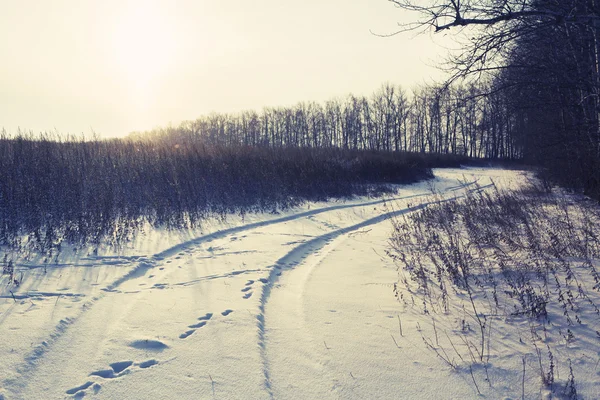 Vinterlandskap road skog fält — Stockfoto