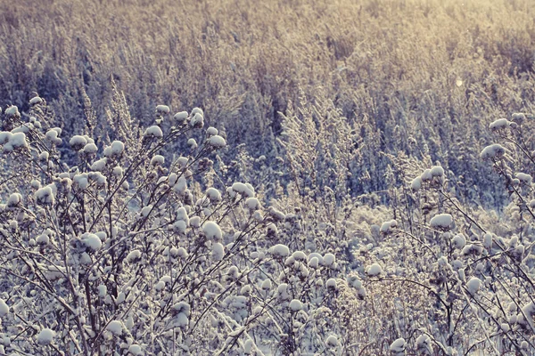 겨울 꽃 눈 서 리 얼음 필드 — 스톡 사진