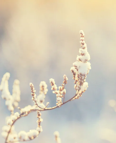 Vinter blomst sne frost is felt - Stock-foto