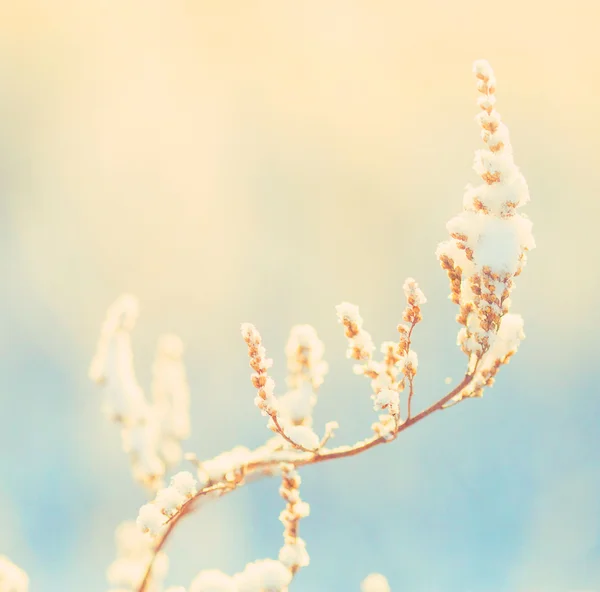 Vinter blomst sne frost is felt - Stock-foto