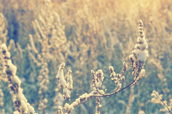 Hiver fleur neige givre champ de glace — Photo