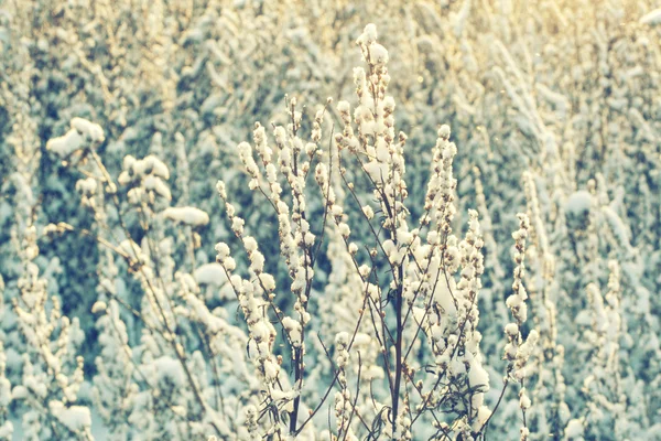 Winter flower snow frost ice field — Stock Photo, Image