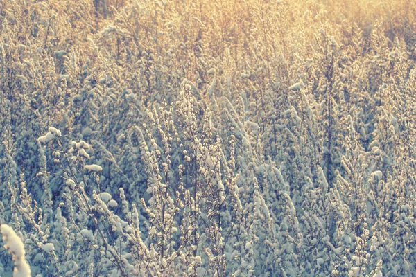 Ледяное поле зимнего цветка — стоковое фото