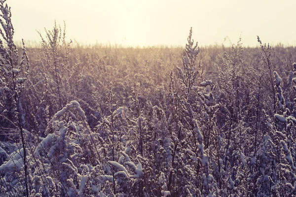 Winter bloem sneeuwveld vorst ice — Stockfoto