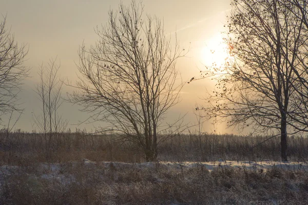 Vinterlandskap road skog fält — Stockfoto